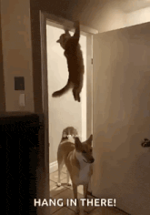 a cat is hanging upside down from a door while a dog watches .