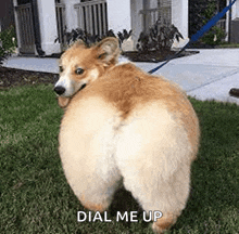 a corgi dog is standing in the grass with a leash on .