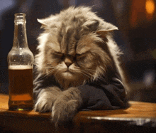 a cat is sitting at a bar with a bottle of beer