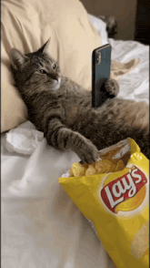 a cat laying on a bed with a bag of lays chips