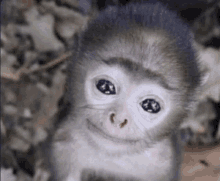 a baby monkey is smiling for the camera while looking at the camera .