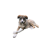 a brown and white dog laying down on a white surface