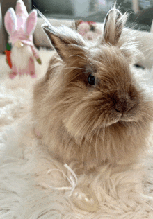 a fluffy rabbit is laying on a white blanket