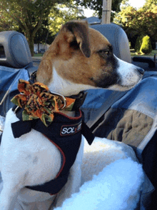 a brown and white dog wearing a black harness with the word sol on it