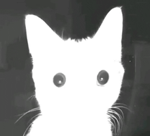 a black and white photo of a cat 's face and eyes