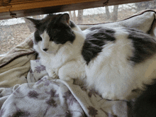 a black and white cat is laying on a blanket