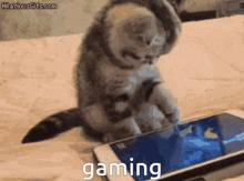 a kitten is playing a game on a cell phone with the word gaming written on the screen