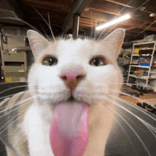 a close up of a cat 's face with its tongue out