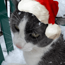 a gray and white cat wearing a santa hat