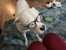 a white dog wearing glasses looks up at someone