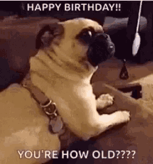 a pug dog is laying on a couch and looking at the camera with the words `` happy birthday ! ''