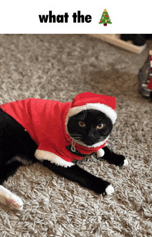 a black cat wearing a santa hat and sweater laying on the floor