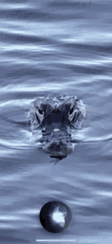 a crocodile is swimming in a body of water next to an apple icon