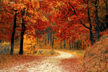 a dirt road in a forest with trees covered in red and yellow leaves