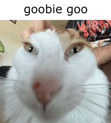 a close up of a cat 's face with the words goobie goo below it