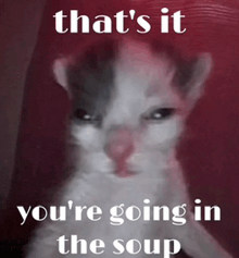 a cat with the words that 's it you 're going in the soup