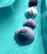 a row of pigeons are swimming in a swimming pool