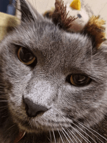 a close up of a cat 's face with a toy on top of it