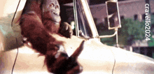 a monkey is sticking its head out of the window of a truck with the watermark crvello2024