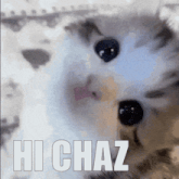 a close up of a cat with the words hi chaz written below it