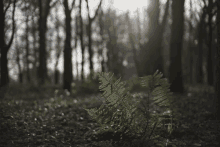 a fern is growing in the middle of a forest