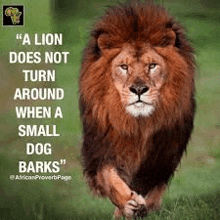 a lion is running in the grass with a quote about a lion not turning around when a small dog barks .