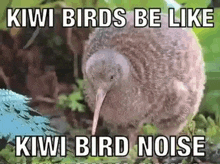 a kiwi bird is standing in the grass next to a blue bird and a kiwi bird noise meme .