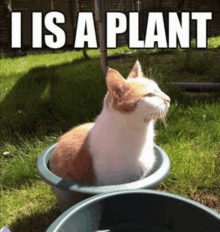 a cat is sitting in a green pot with the words i is a plant written on it .