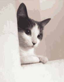 a grey and white cat peeking out from behind a white wall