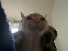 a close up of a cat 's face with a blue background