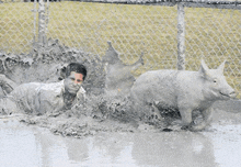 a man and a pig are swimming in a muddy pool