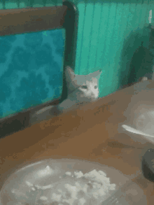 a cat sitting on a table with a plate of food and a fork