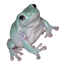 a frog is sitting on a white surface with a white background