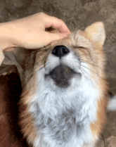 a close up of a person petting a furry animal