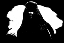 a black and white drawing of a pigeon with a white wing on a black background .