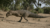 a dinosaur is walking on a dirt field with trees in the background