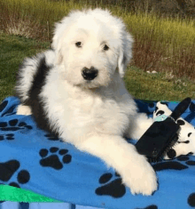 a black and white puppy is laying on a blue blanket with paw prints .