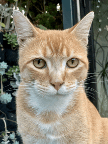 a close up of a cat looking at the camera