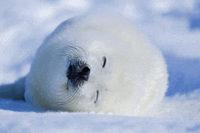 a seal with its eyes closed is laying on the snow