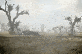 a car is driving through a desert with trees in the foreground and a foggy sky in the background .