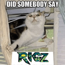 a cat looking out a window with the words did somebody say rigz