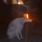 a dog wearing a bucket on its head is standing in a dark room .