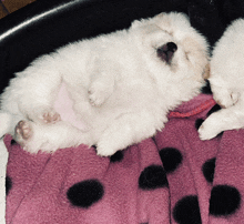 two white puppies are sleeping on a pink blanket with black polka dots