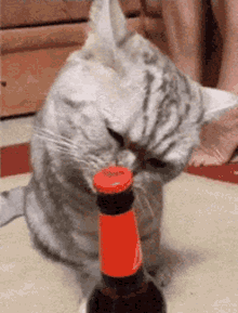 Bottle Opener Cat Opener GIF