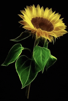 a sunflower on a black background with green leaves