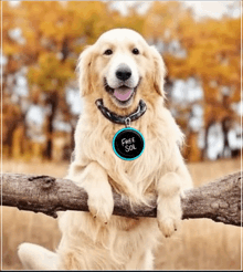 a dog wearing a tag that says free sol is sitting on a tree branch