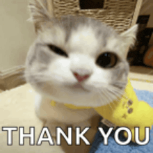 a cat wearing a yellow collar and a yellow shoe is saying thank you