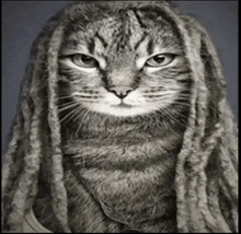 a cat with dreadlocks on it 's head