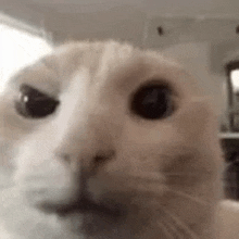 a close up of a cat 's face looking at the camera with a blurry background .