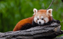 a small red panda is laying on a log looking at the camera